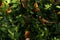 Green leaf background texture. the leaves are close