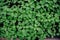 Green leaf background. Top view of petunia seedlings growing in greenhouse.