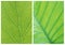 Green leaf backgrounds patterns