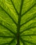 Green leaf backlit to show vein detail