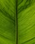 Green leaf backlit to show vein detail