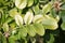 Green leaf of beach rose Rosa rugosa with chlorosis