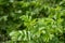 Green leaf of beach rose at summer in Finland