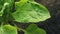 Green leaf of beet with water drops