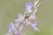 Green leaf beetle sitting on violet flowering plant