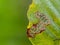 Green leaf being eaten by a caterpillar and blurry background