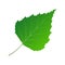 Green leaf birch