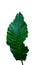 Green leaf of Bird`s nest Anthurium or Anthurium hybrid the trop