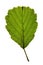 Green leaf of Black alder (Alnus glutinosa) isolat