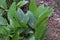 Green leaf Boesenbergia rotunda L., Z.INGIBERACEAE, Fingerroot, Galingale