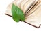 green leaf bookmark in a book