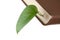 green leaf bookmark in a book