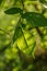 Green leaf on a branch lit by a sunbeam