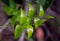 Green leaf of  bridal creeper, bridal-veil creeper, gnarboola, smilax or smilax asparagus