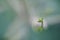 Green leaf bud, Newbie in nature as green background