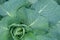 Green leaf of cabbage close-up with raindrops.