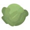 Green leaf cabbage icon, isometric style