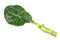 Green leaf of cabbage mustard