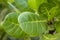 Green leaf on cashew tree branch close up on blurred bush background