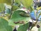 Green leaf caterpillar with its droppings on an orange leaf