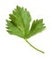 green leaf of celeriac (celery) plant isolated