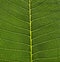 Green Leaf cell structure background, Nature design texture on green foliage - macro shot, texture