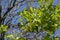 Green leaf on the cendana ( santalum album ) morning defocused baground