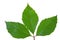 Green leaf of chestnut . Design Element
