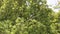 Green Leaf of Cinnamomum camphora tree