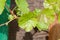 Green leaf of clambering wild vine on facade of wooden house with green window shutter