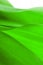 Green leaf close-up, close-up shot of beautiful curves plants