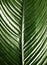 Green leaf close-up picture, macro shoot