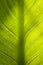 Green leaf closeup texture