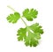 green leaf coriander isolate on white background