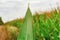 Green leaf of corn on a field background. Selected Varieties