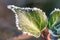 Green leaf covered by ice crystals