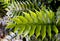 Green leaf of Cycad