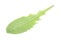 Green leaf of dandelion on white background