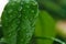 Green leaf in drops of water, water on a leaf, water droplets, plant, background