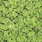 Green leaf duckweed in pond