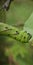 Green leaf-eating caterpillars