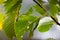 Green leaf of European White Elm Ulmus laevis damaged by leaf-