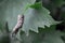 Green leaf fades into a dying withered leaf