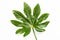 Green leaf of fatsia japonica