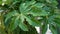 Green leaf of fatsia japonica. Leaves of Japanese Aralia in garden.