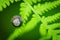 Green Leaf Fern. Ecology concept. Selective focus on the image. Symbol Wildlife Ecology.