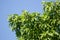 Green leaf of  Ficus Tinctoria fruits