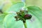 Green Leaf Flowering Dogwood Berry and Cornus