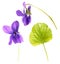 Green leaf and flowers of Wood violet or Viola odorata isolated on white background. Medicinal and garden plant