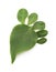 Green Leaf Foot â€” Carbon Footprint